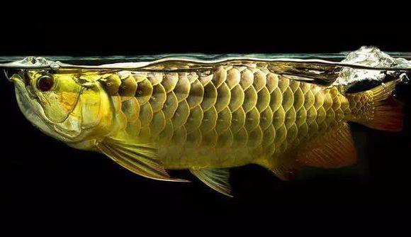 粉色金龍魚圖片
