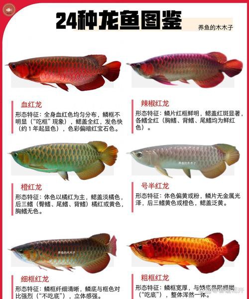 粉色金龍魚圖片
