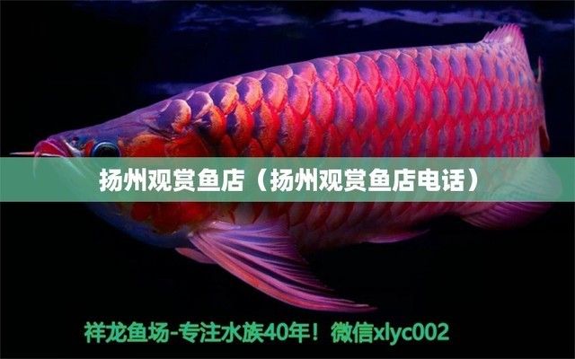 紅龍魚批發祥龍魚場，祥龍魚場紅龍魚市場價格趨勢