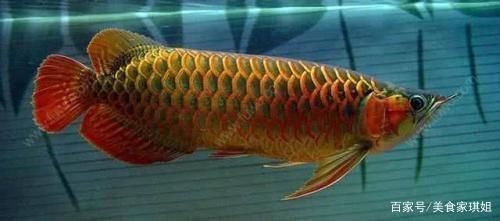 龍魚哪個品種好養：家庭養殖龍魚的注意事項