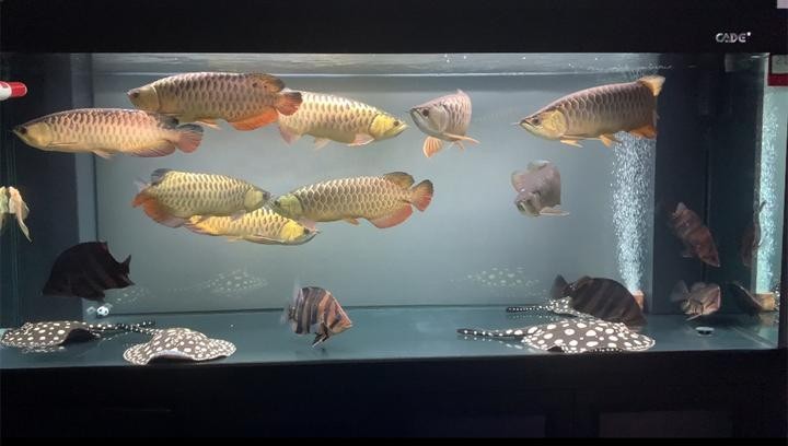 龍魚多久才會與主人建立情感？
