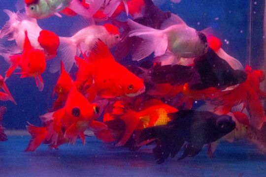 紅龍魚放珊瑚骨好嗎：養殖紅龍魚的注意事項