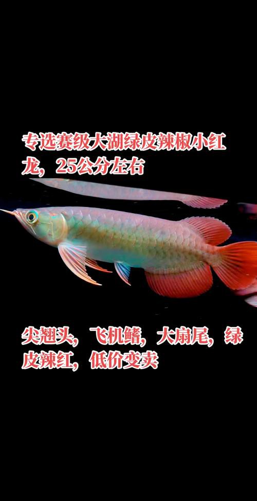 辣椒紅龍和福龍有何特點？ 辣椒紅龍和福龍有何特點？ 龍魚百科 第5張