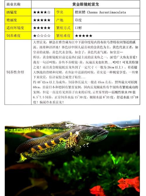 什么叫雷龍魚的圖片大全大圖