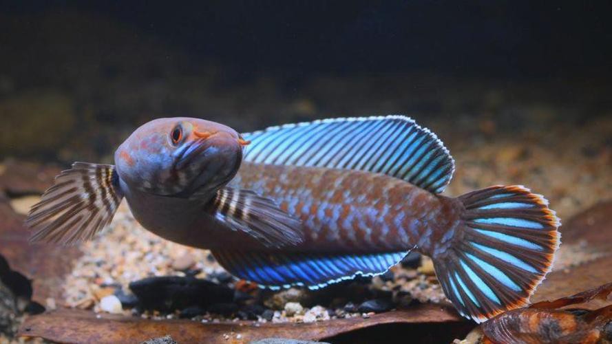 什么叫雷龍魚的圖片大全大圖