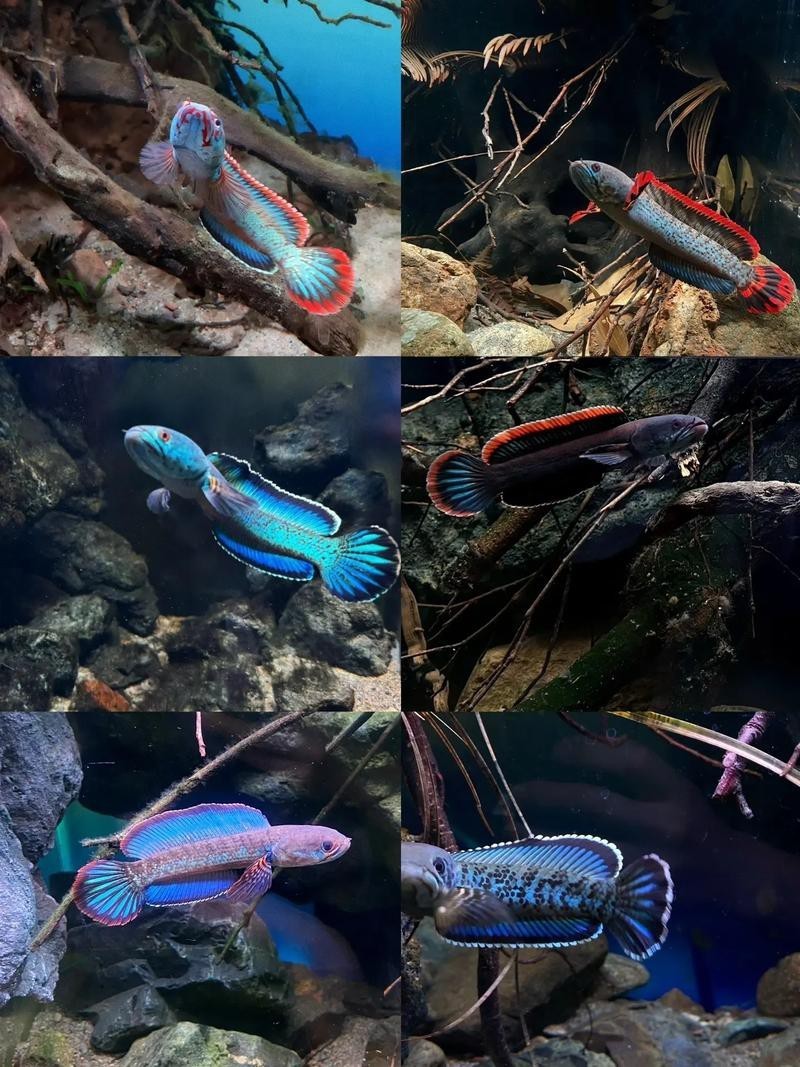 什么叫雷龍魚的圖片大全大圖