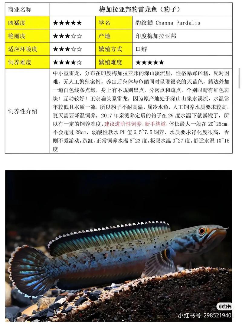 什么叫雷龍魚的圖片大全大圖