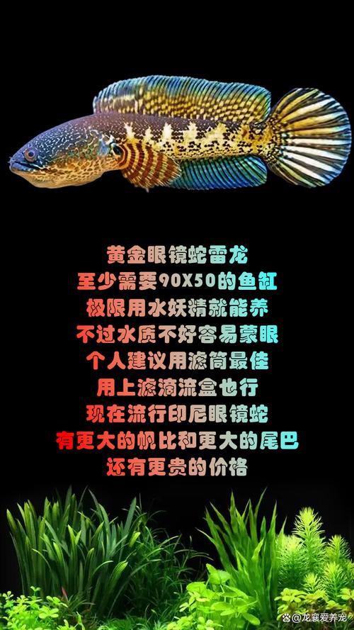 什么叫雷龍魚的圖片大全大圖