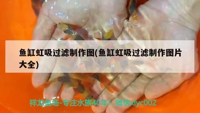 龍魚暴斃是擋災嘛，龍魚暴斃后的風水處理方法如何預防龍魚暴斃的發生