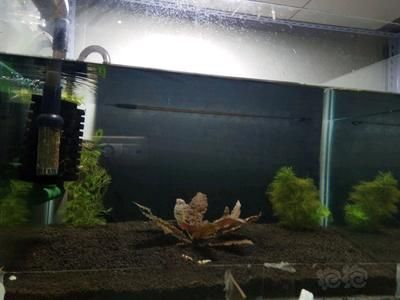 龍魚缸養水養多久換水合適，龍魚缸養水多久換水合適
