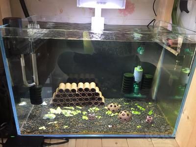 龍魚缸養水養多久換水合適，龍魚缸養水多久換水合適