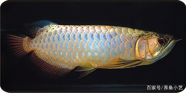 金龍魚珠鱗不飽滿怎么辦？