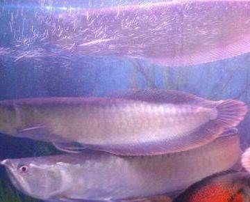 天津龍魚的批發(fā)地點在哪里?。ㄌ旖螨堲~批發(fā)市場分布在城市的多個區(qū)域可以查詢具體地址）