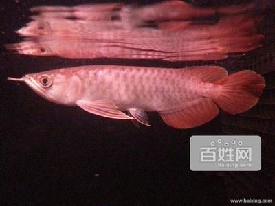 天津龍魚的批發地點在哪里啊（天津龍魚批發市場分布在城市的多個區域可以查詢具體地址）