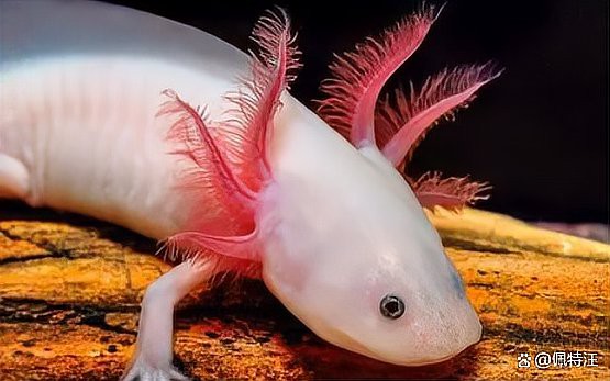 六角恐龍魚吃肉嗎