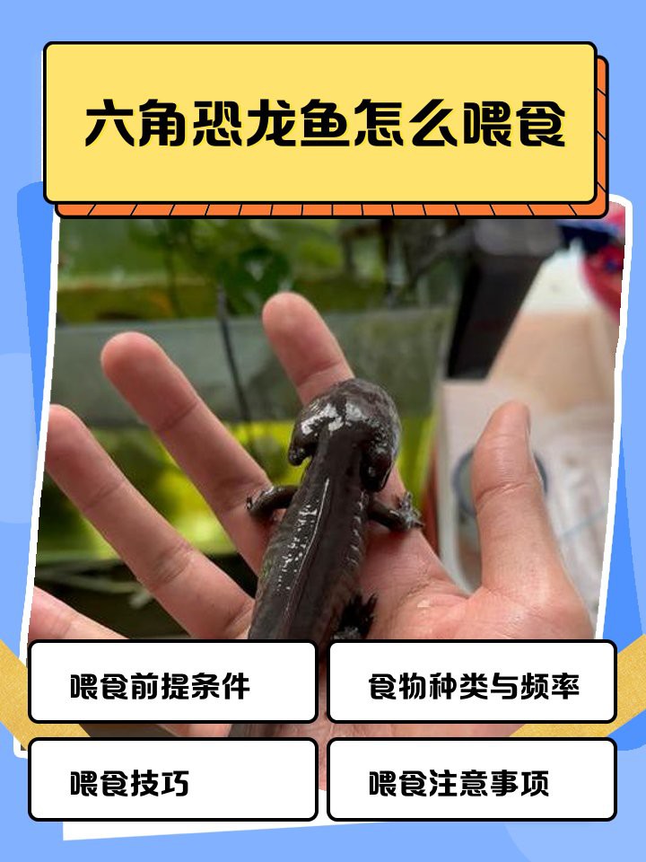 六角恐龍魚吃肉嗎