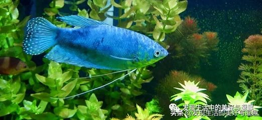 藍龍魚多少錢：藍龍魚市場價格波動原因藍底過背金龍魚養(yǎng)殖方法