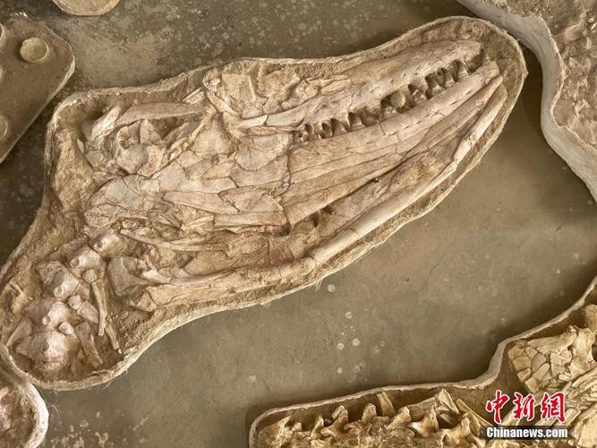 滄龍魚長什么樣子圖片大全