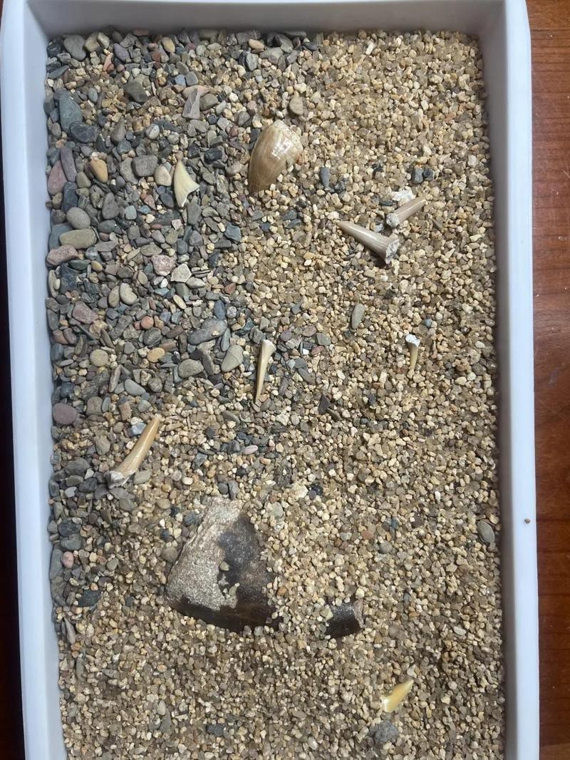 滄龍魚長什么樣子圖片大全