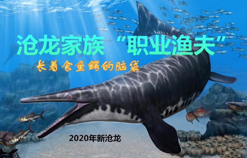 滄龍魚長什么樣子圖片大全