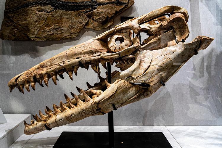 滄龍魚長什么樣子圖片大全