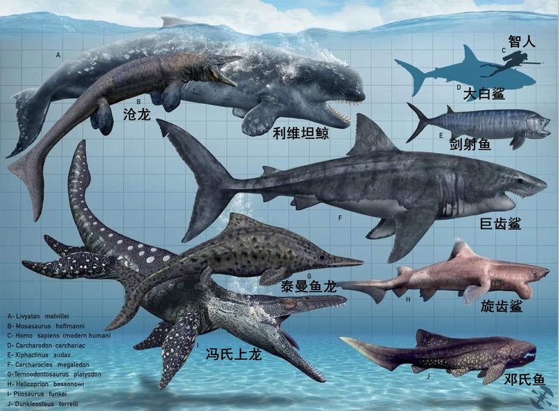 滄龍魚長什么樣子圖片大全