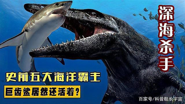 滄龍魚長什么樣子圖片大全