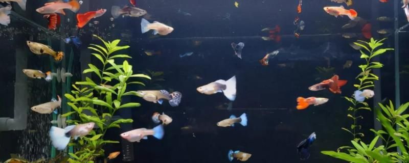 魚缸多久殺一次菌，如何選擇魚缸殺菌鹽