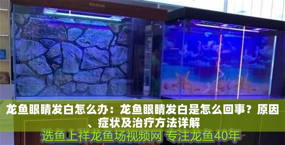 龍魚眼睛發白怎么辦：龍魚眼睛發白是怎么回事？原因、癥狀及治療方法詳解