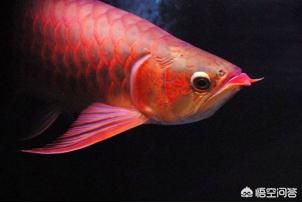 龍魚飼養的來源有哪些方面：龍魚的飼養方法
