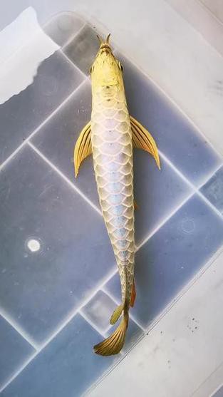 金頭過背金龍魚有哪些著名的品種？