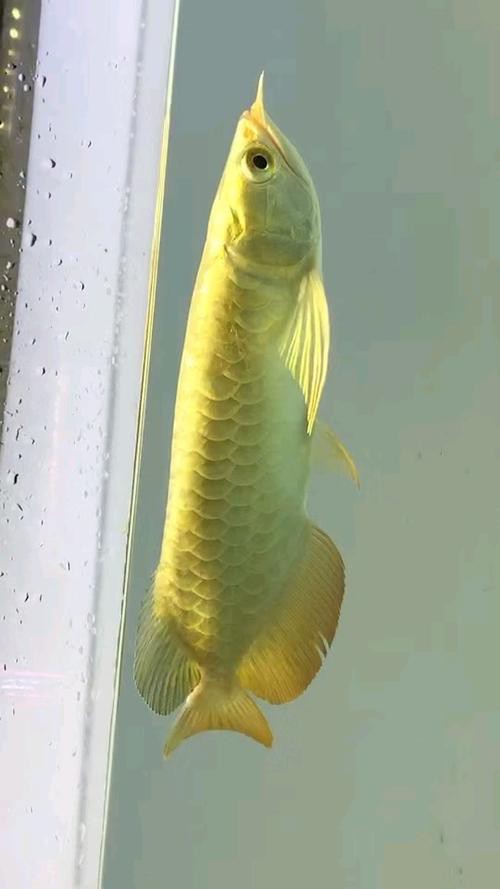 金頭過背金龍魚有哪些著名的品種？