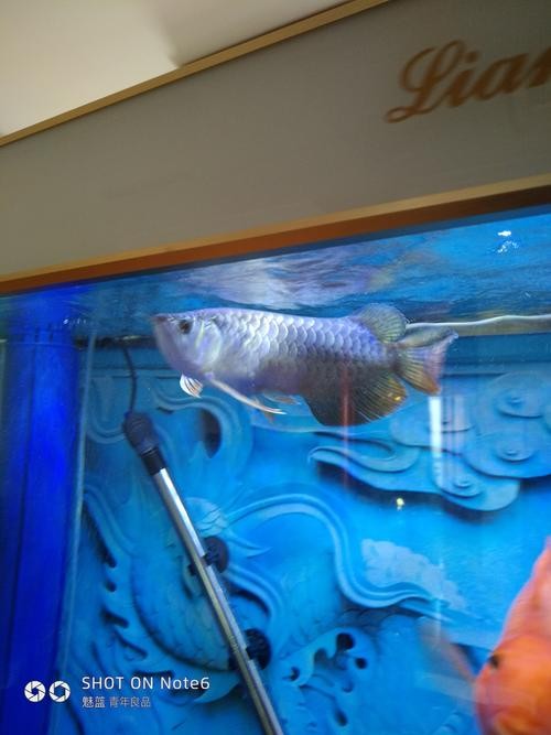 高背金龍魚和過背金龍魚的區別圖片大全視頻