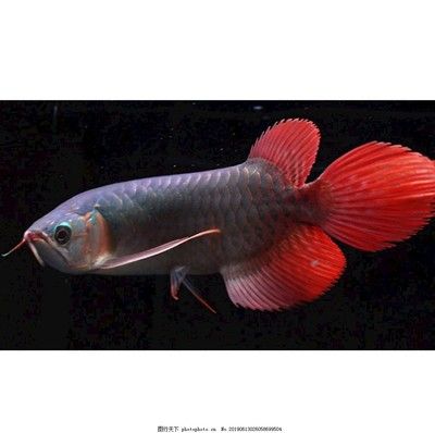 祥龍魚（“祥龍魚”可以指代某個品牌的觀賞魚）