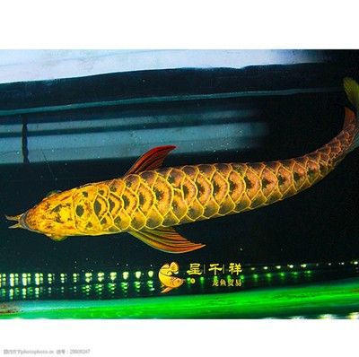 祥龍魚（“祥龍魚”可以指代某個品牌的觀賞魚）