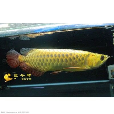 祥龍魚（“祥龍魚”可以指代某個品牌的觀賞魚）