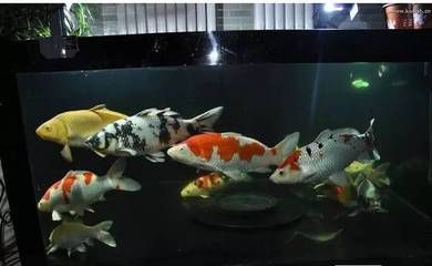 紅龍魚有什么用途和功效呢圖片（紅龍魚有什么用途和功效呢圖片大全）