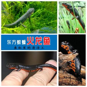 小龍魚會不會吃魚：小龍魚會吃魚嗎？