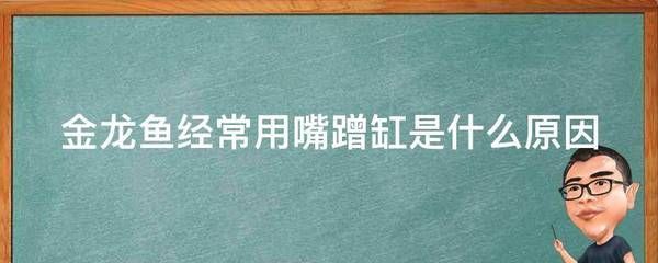 金龍魚躲在一個角落里不愛游動蹭缸：為什么金龍魚躲在一個角落里不愛游動？