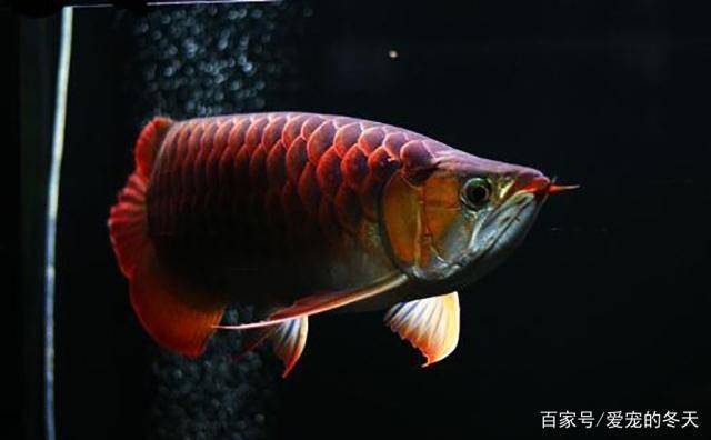 龍魚怎么選擇，如何挑選龍魚