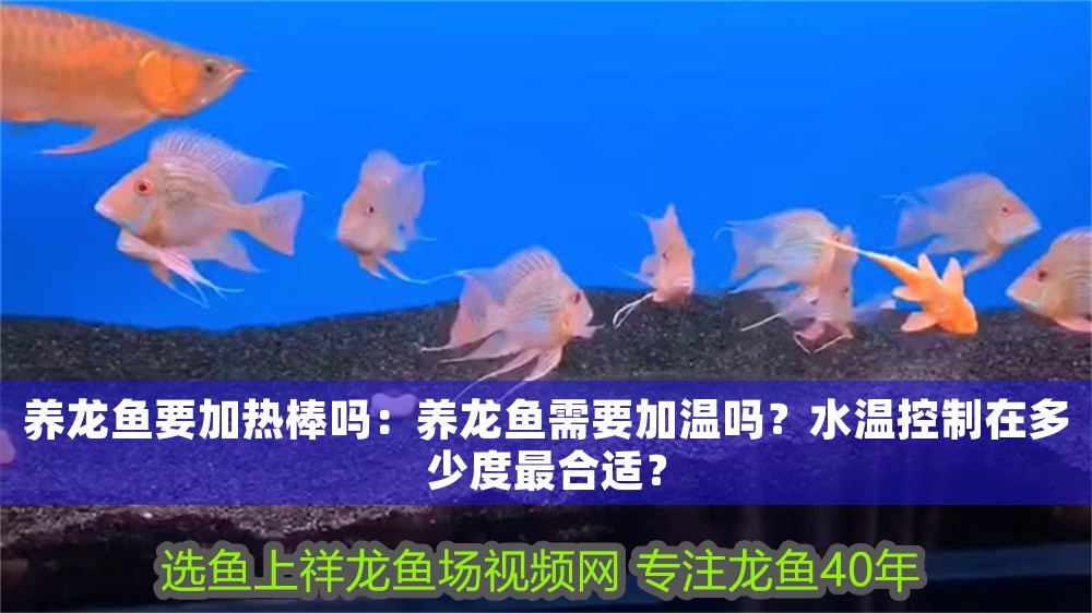 養龍魚要加熱棒嗎：養龍魚需要加溫嗎？水溫控制在多少度最合適？