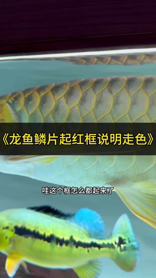 龍魚發(fā)色過程圖片欣賞大全大圖高清