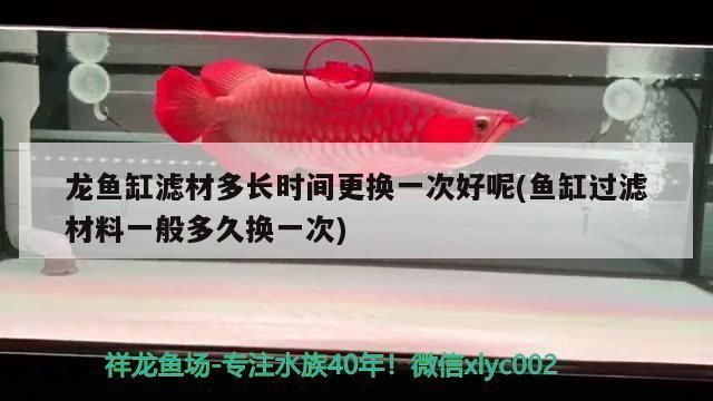 龍魚過濾材料 多久（龍魚過濾材料更換頻率）