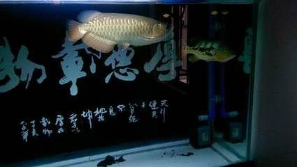 金龍魚的銷售模式：金龍魚經(jīng)銷商網(wǎng)絡(luò)布局分析金龍魚質(zhì)量控制體系詳解
