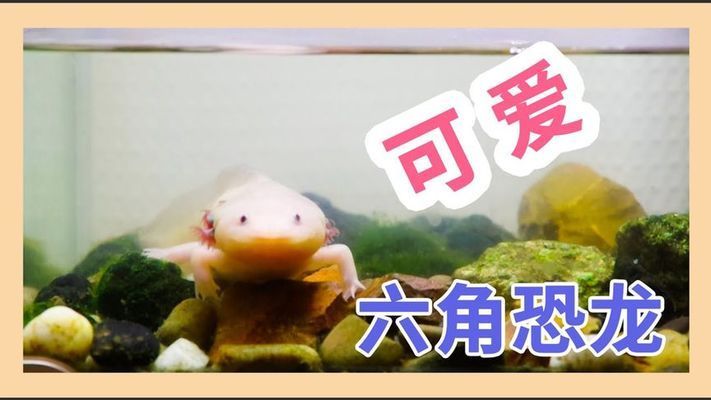 六角恐龍魚缸造景視頻大全（六角恐龍魚缸造景）