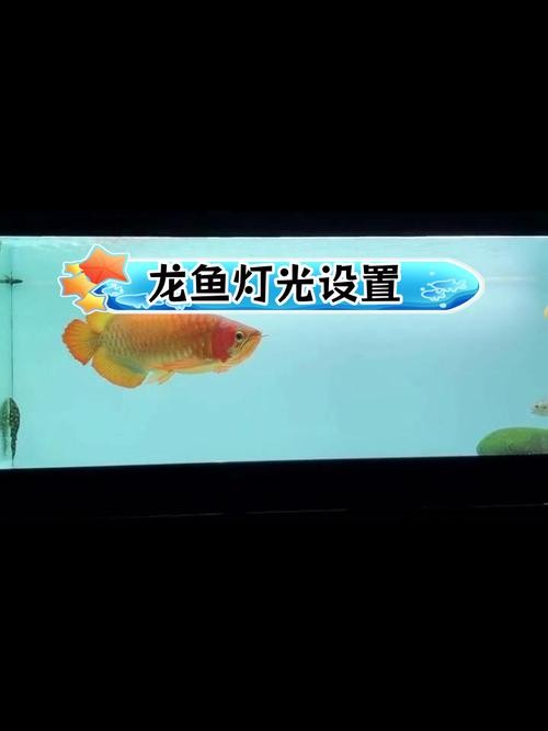 龍魚缸有什么特殊要求嗎圖片
