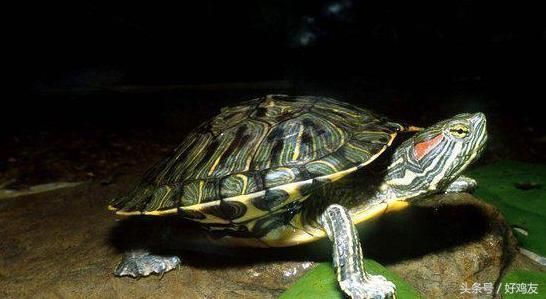 龍魚吃什么的飼料最好：如何選擇適合的動物性飼料