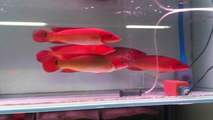 胭脂魚和龍魚混養好嗎圖片