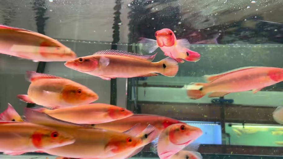 胭脂魚和龍魚混養好嗎圖片