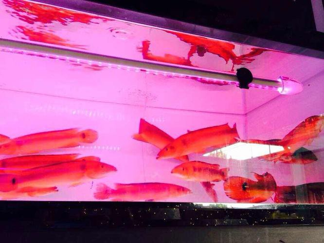 胭脂魚和龍魚混養好嗎圖片